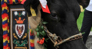 Gran Festa del Desmontegar