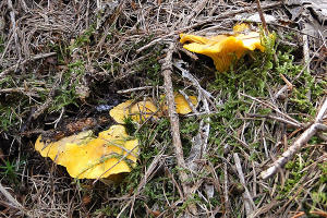 Cantharellus cibarius (volg. Finferlo) - ph. :DTM.