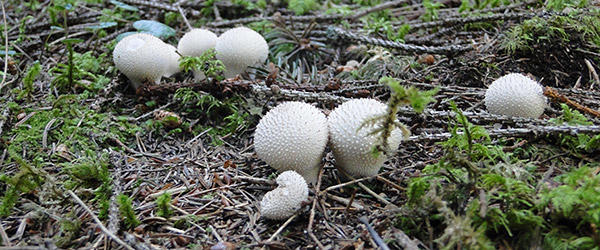 Lycoperdon Perlatum (volg. Slòfa) in loc. San Giovanni, Mezzano - ph. :DTM.