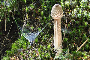 Macrolepiota procera (volg. Capèla) - ph. :DTM.