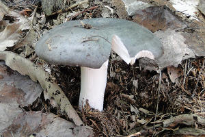 Russula cyanoxantha (volg. Russola) - ph. :DTM.